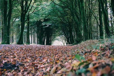 Surface level of trees in forest during autumn