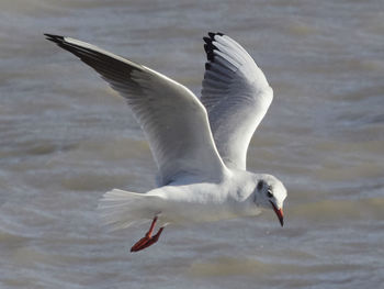 Seagull flying over sea