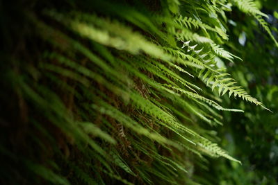 Close-up of fern leaves