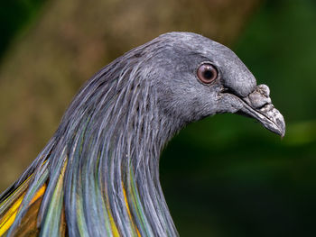 Close-up of a bird