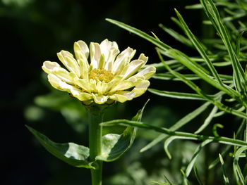 Close-up of flowering plant