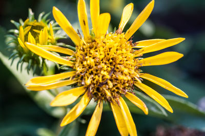 Close-up of yellow flower