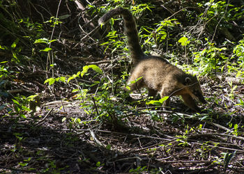 View of cat in forest