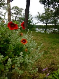 Red poppy flowers blooming on tree