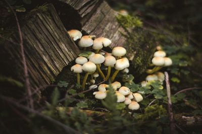 Close-up of mushroom growing on tree trunk