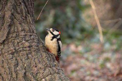 Close-up of bird perching on tree trunk