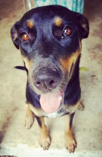 Close-up portrait of dog