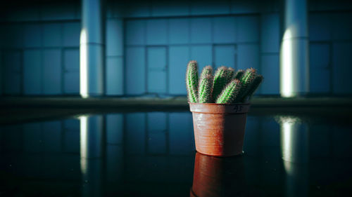 Close-up of potted plant on ground 