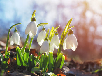 Close-up of white crocus flowers on field