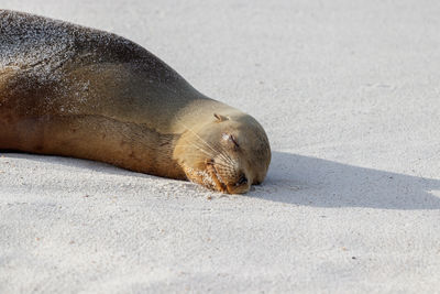 Close-up of sea lion