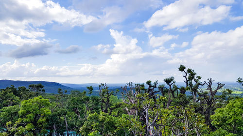 Plants growing on land against sky