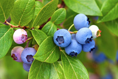 Close-up of berries growing on plant