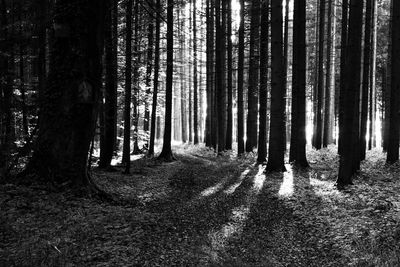 Trees in forest