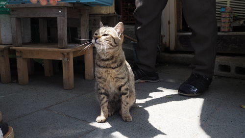 Low section of person with cat standing on street