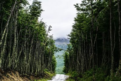 Footpath amidst trees in forest against sky