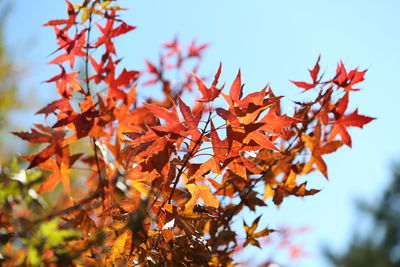 Low angle view of maple tree against sky
