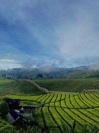 Scenic view of agricultural field against sky