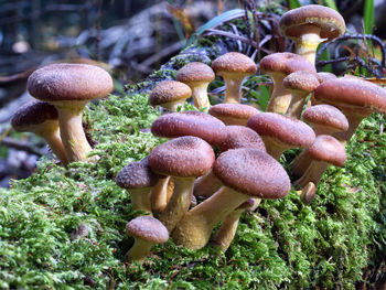 Close-up of mushrooms growing on field