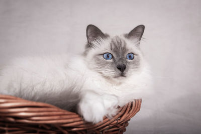 Portrait of white cat in basket