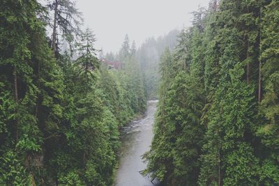 Panoramic view of trees in forest against sky