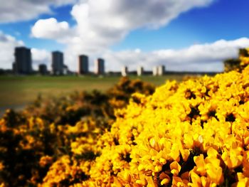 Close-up of yellow flowers blooming in field against sky