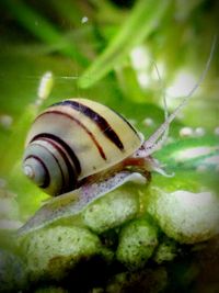 Close-up of snail on leaf