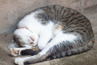 High angle view of cat sleeping