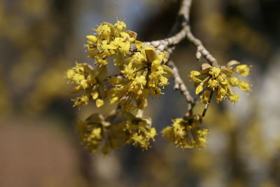 Close-up of yellow flowering plant