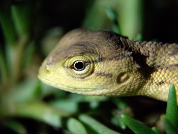 Close-up of lizard