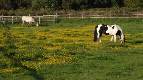 Horse grazing on field