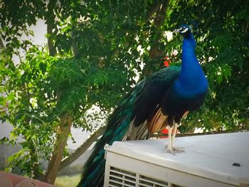Bird perching on wall