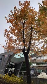 tree