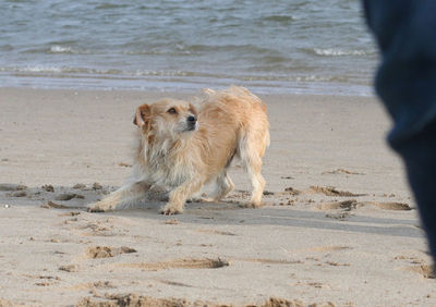 Dog on beach