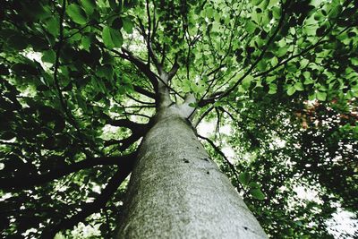 Low angle view of tree