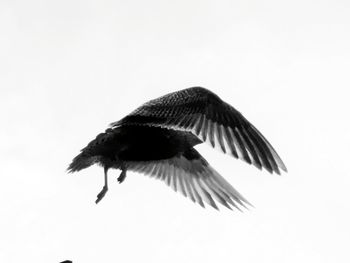 Low angle view of bird flying