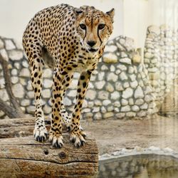 Portrait of tiger