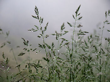 Close-up of water drops on plants