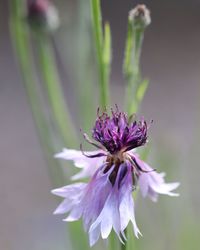 Close-up of purple flowering plant