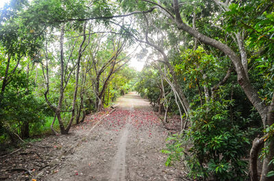 Footpath amidst trees in forest
