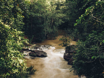 Scenic view of waterfall in forest