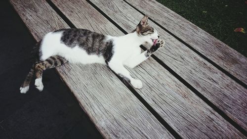 High angle view of cat lying down on wood