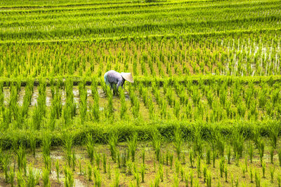 Side view of farmer working in farm