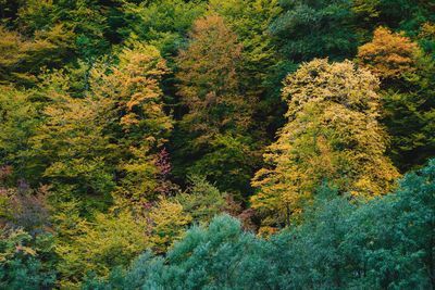 High angle view of trees in forest during autumn