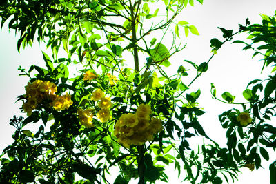Low angle view of fruits growing on tree against sky