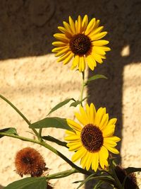 Close-up of sunflower blooming in field