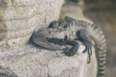 Easter water dragon, manly