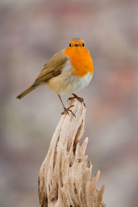 Close-up of bird perching on wood