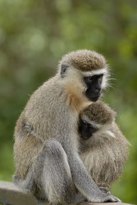 Close-up of gray langur with infant