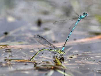 Close-up of insects on water