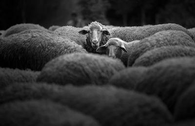 Flock of sheep at farm